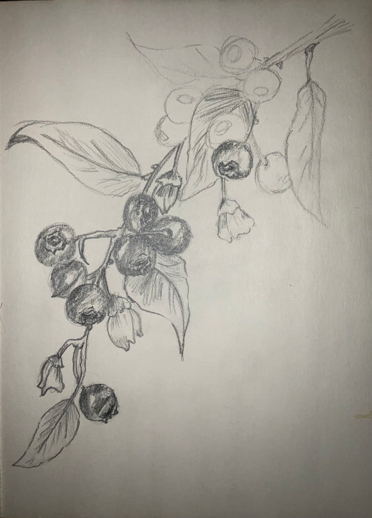 Sketch of blueberries